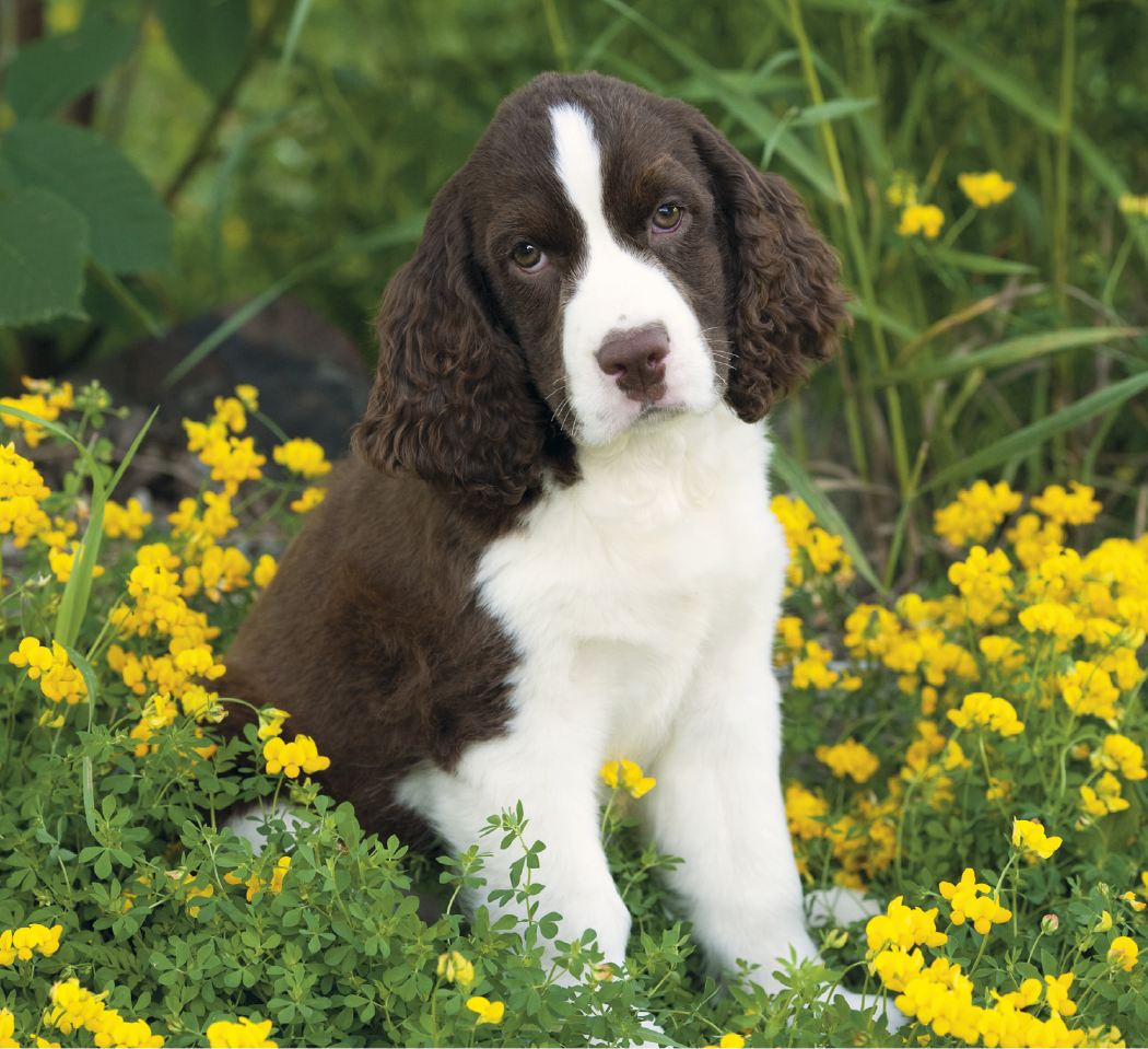 Good Value Puppies Kittens Mini Calendar-7708