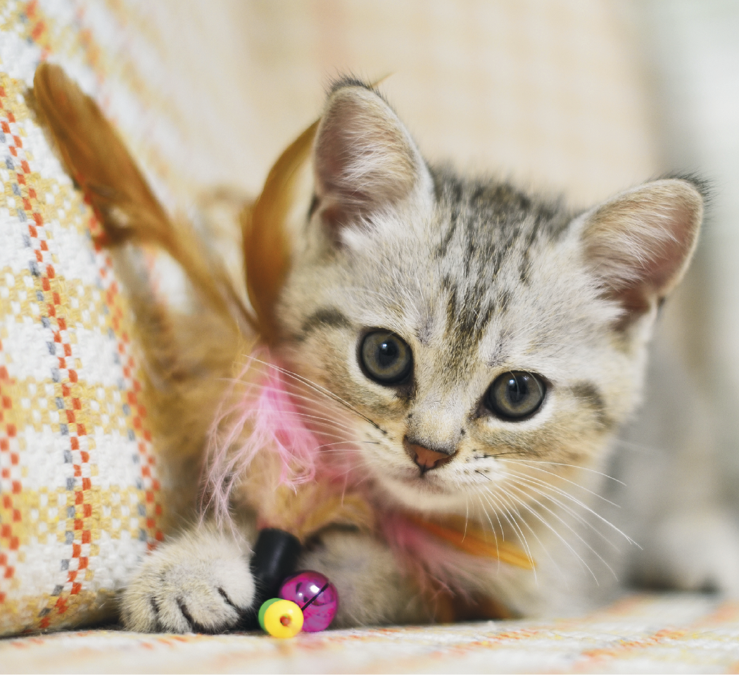 Good Value Puppies Kittens Mini Calendar-7708