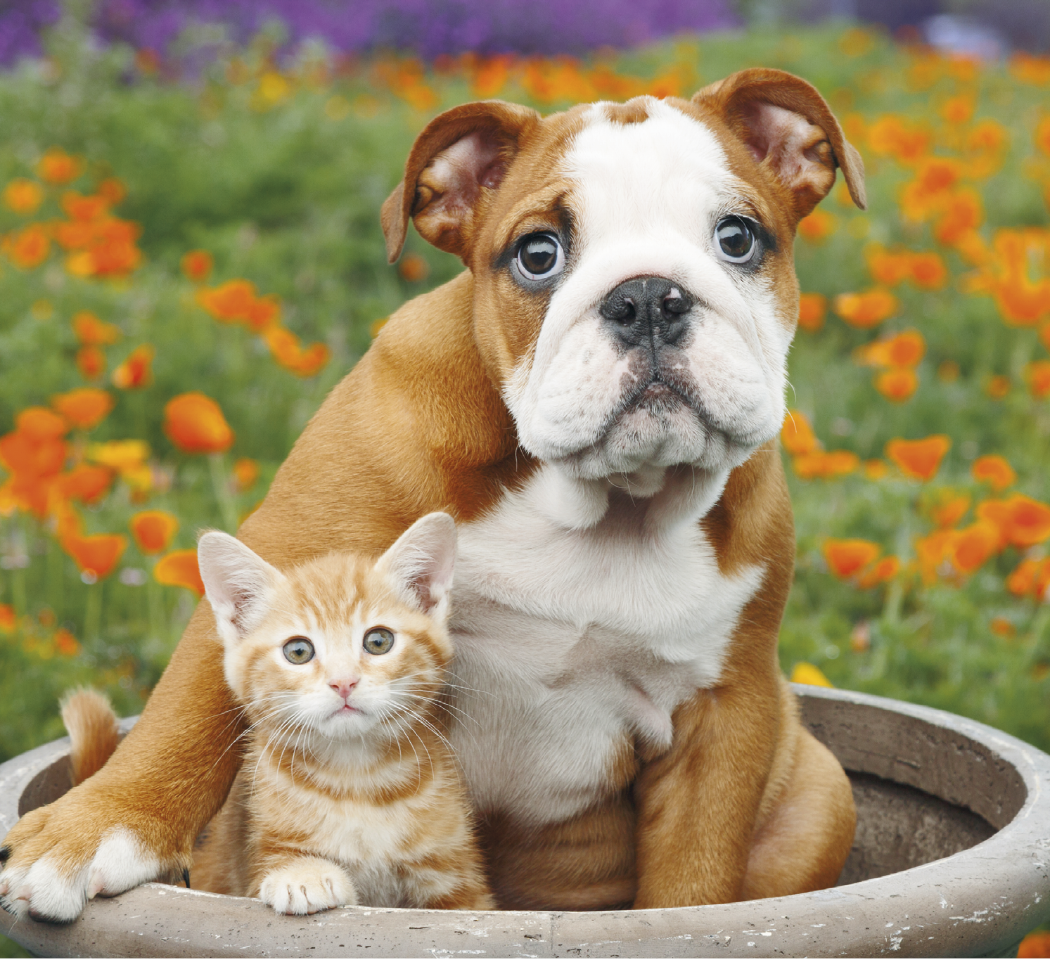 Good Value Puppies Kittens Mini Calendar-7708