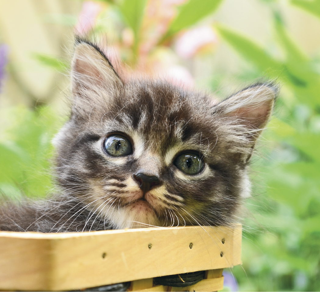 Good Value Puppies Kittens Mini Calendar-7708