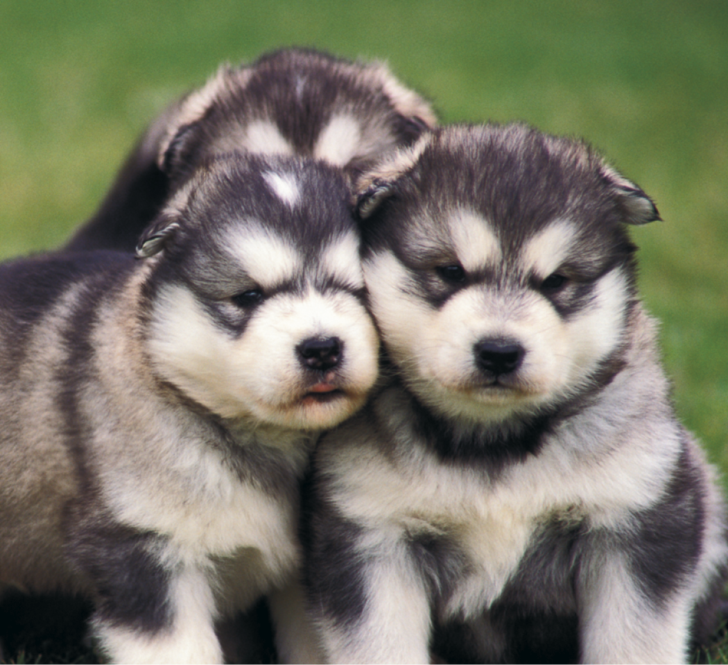 Good Value Puppies Kittens Mini Calendar-7708