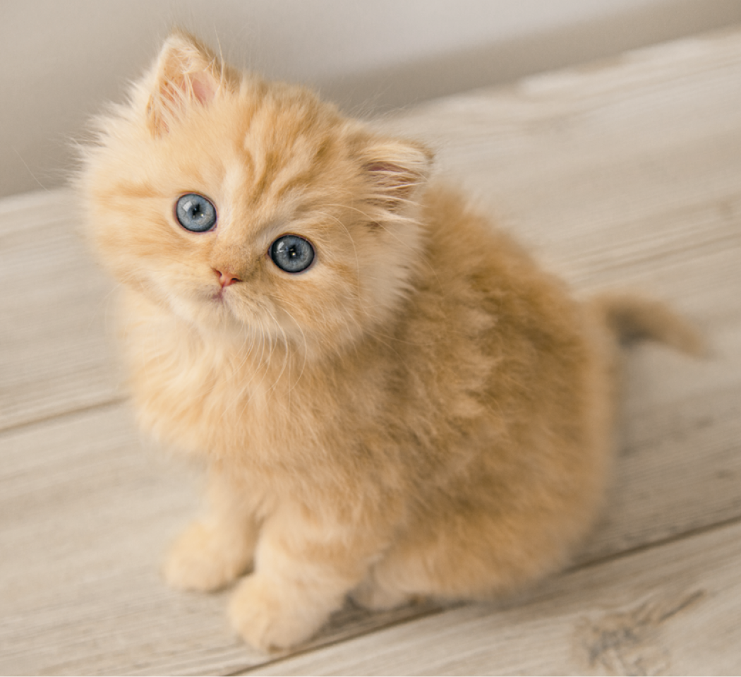 Good Value Puppies Kittens Mini Calendar-7708
