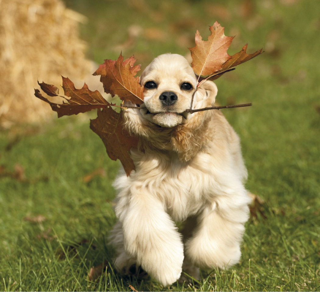 Good Value Puppies Kittens Mini Calendar-7708