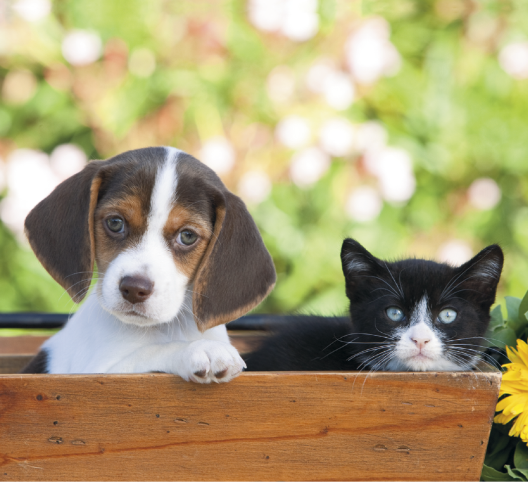 Good Value Puppies Kittens Mini Calendar-7708
