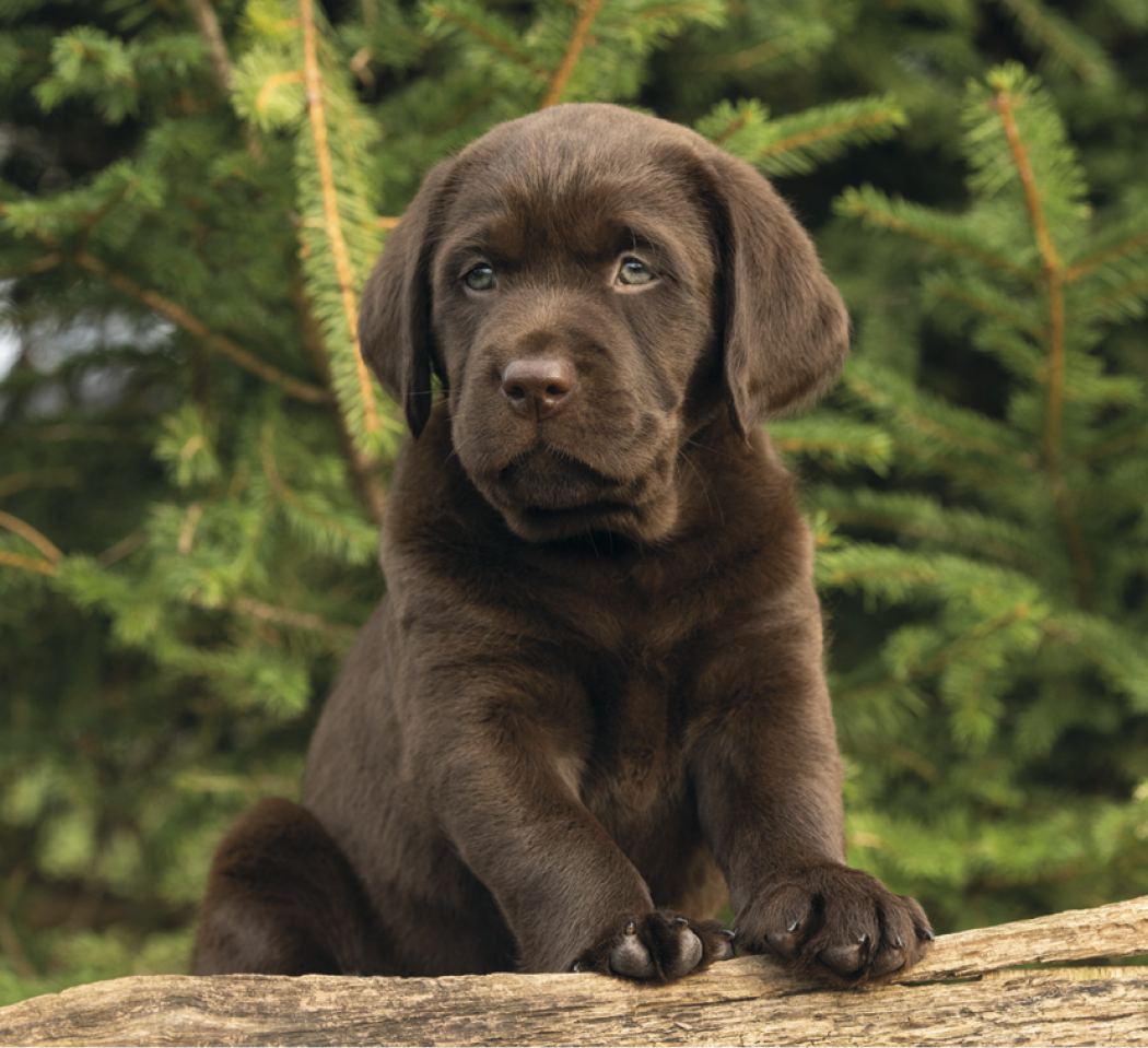 Good Value Puppies Kittens Mini Calendar-7708
