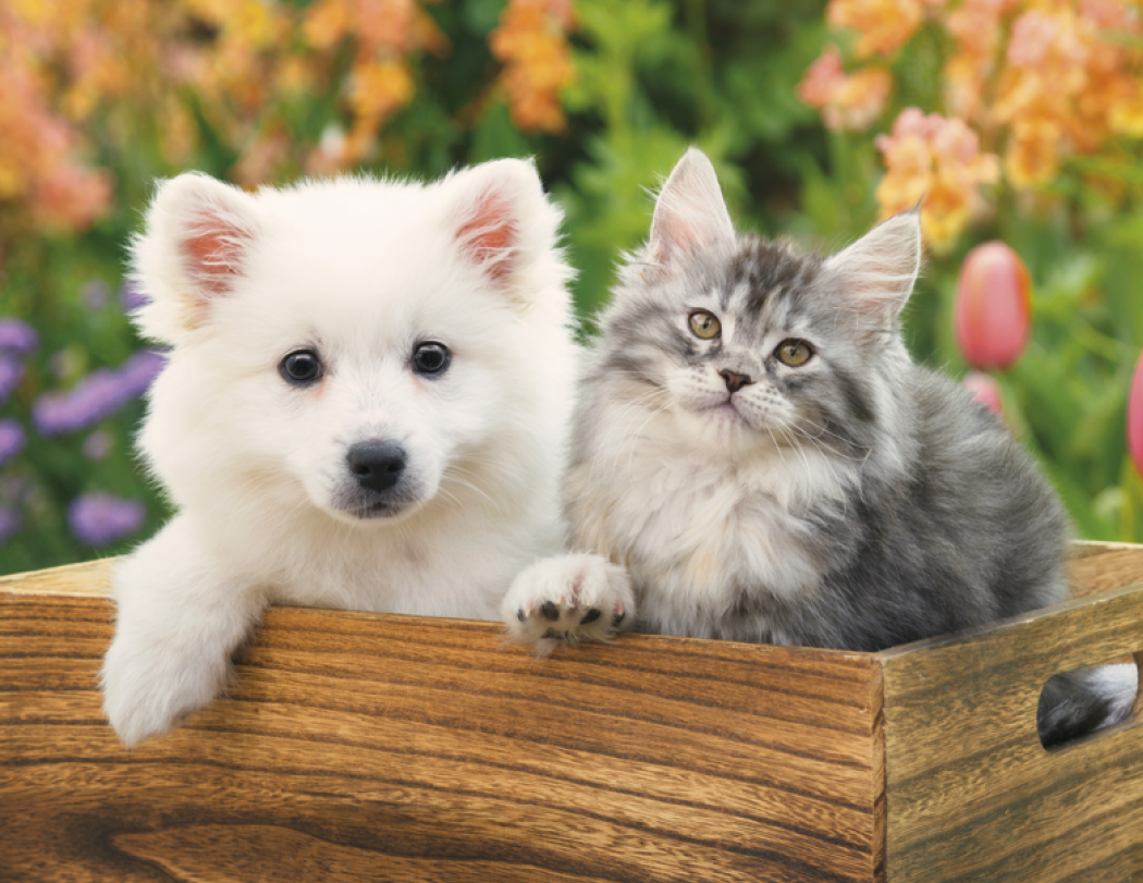 HotLine Products Four Paws Appointment Calendar Stapled-810