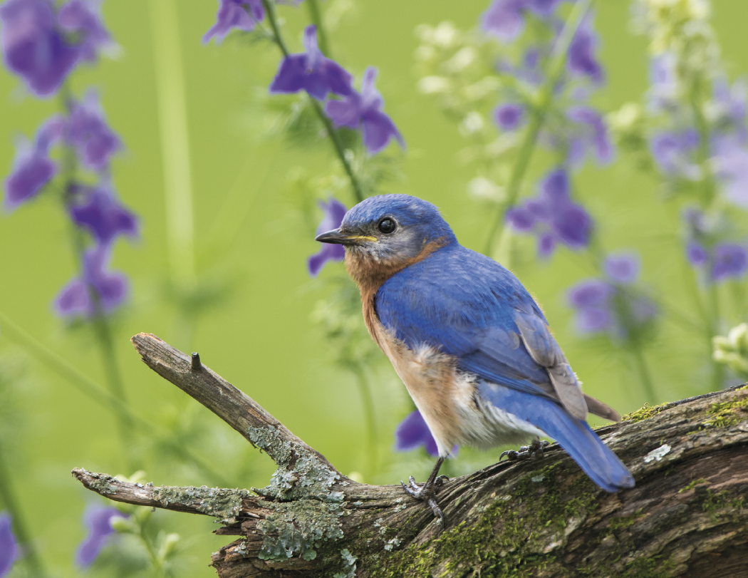HotLine Products Songbirds Appointment Calendar Stapled-875