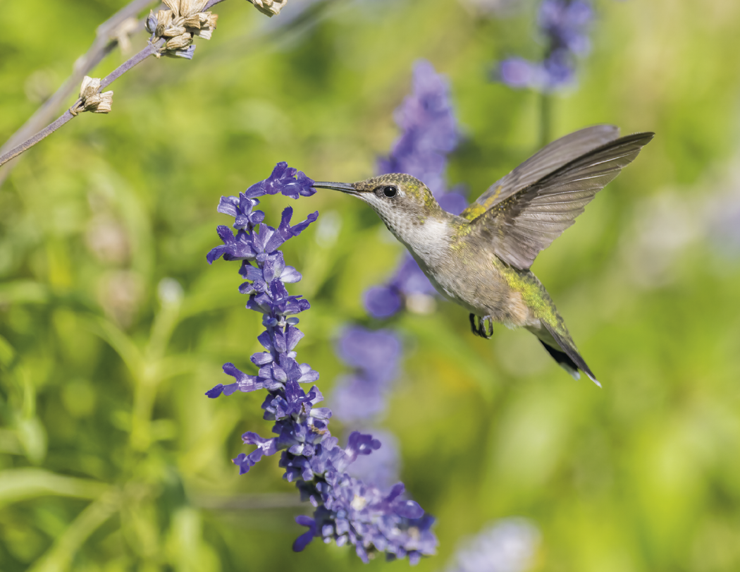 HotLine Products Songbirds Appointment Calendar Stapled-875