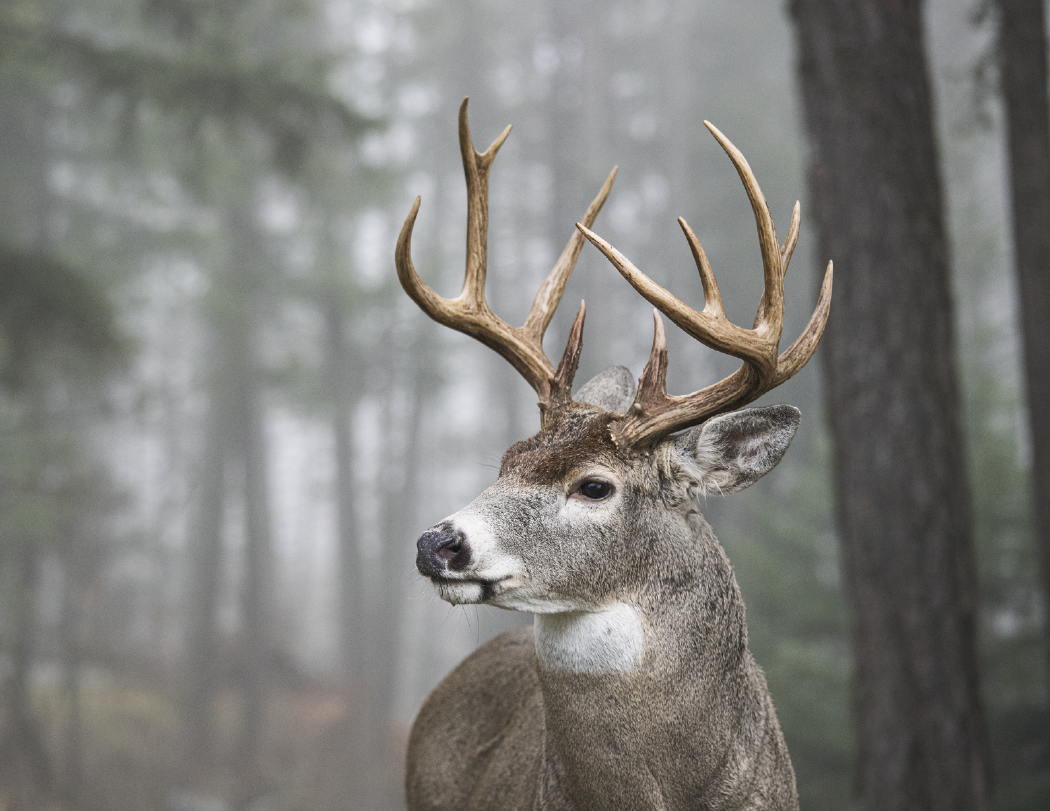 HotLine Products Trophy Whitetail Deer Appointment Calendar Stapled-896