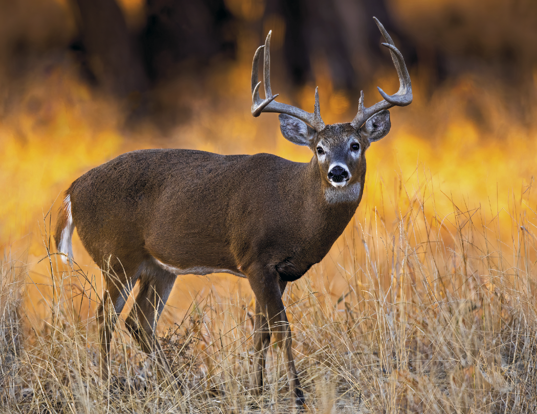 HotLine Products Trophy Whitetail Deer Appointment Calendar Stapled-896