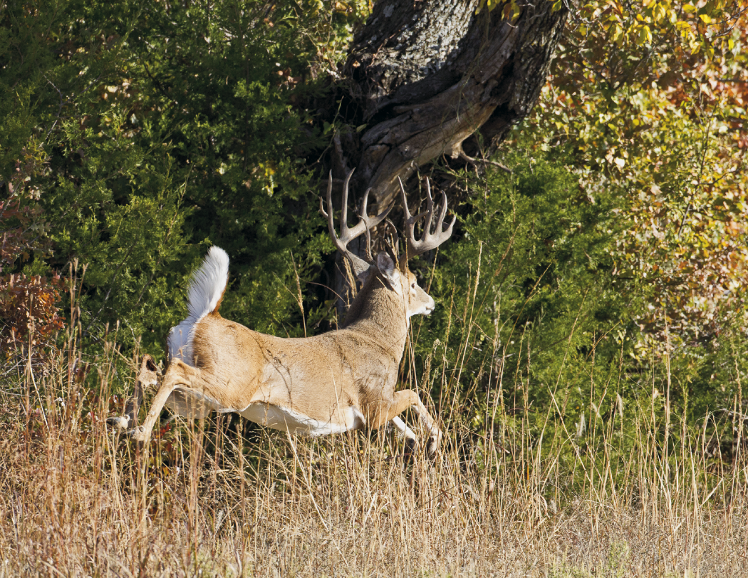 HotLine Products Trophy Whitetail Deer Appointment Calendar Stapled-896