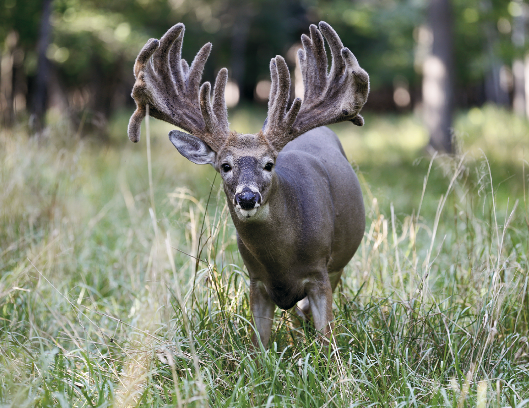 HotLine Products Trophy Whitetail Deer Appointment Calendar Stapled-896