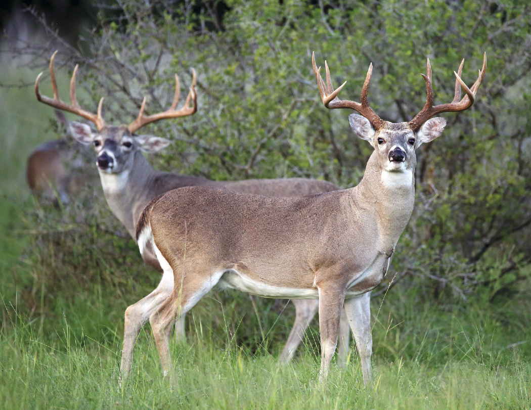 HotLine Products Trophy Whitetail Deer Appointment Calendar Stapled-896