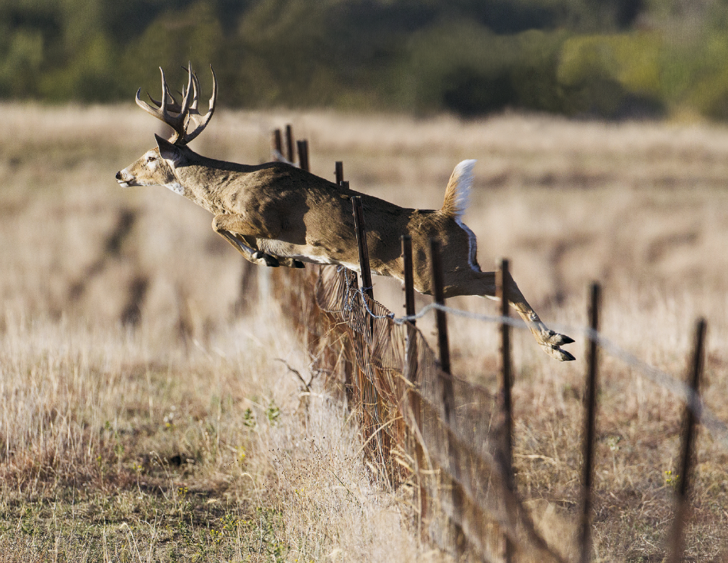 HotLine Products Trophy Whitetail Deer Appointment Calendar Stapled-896