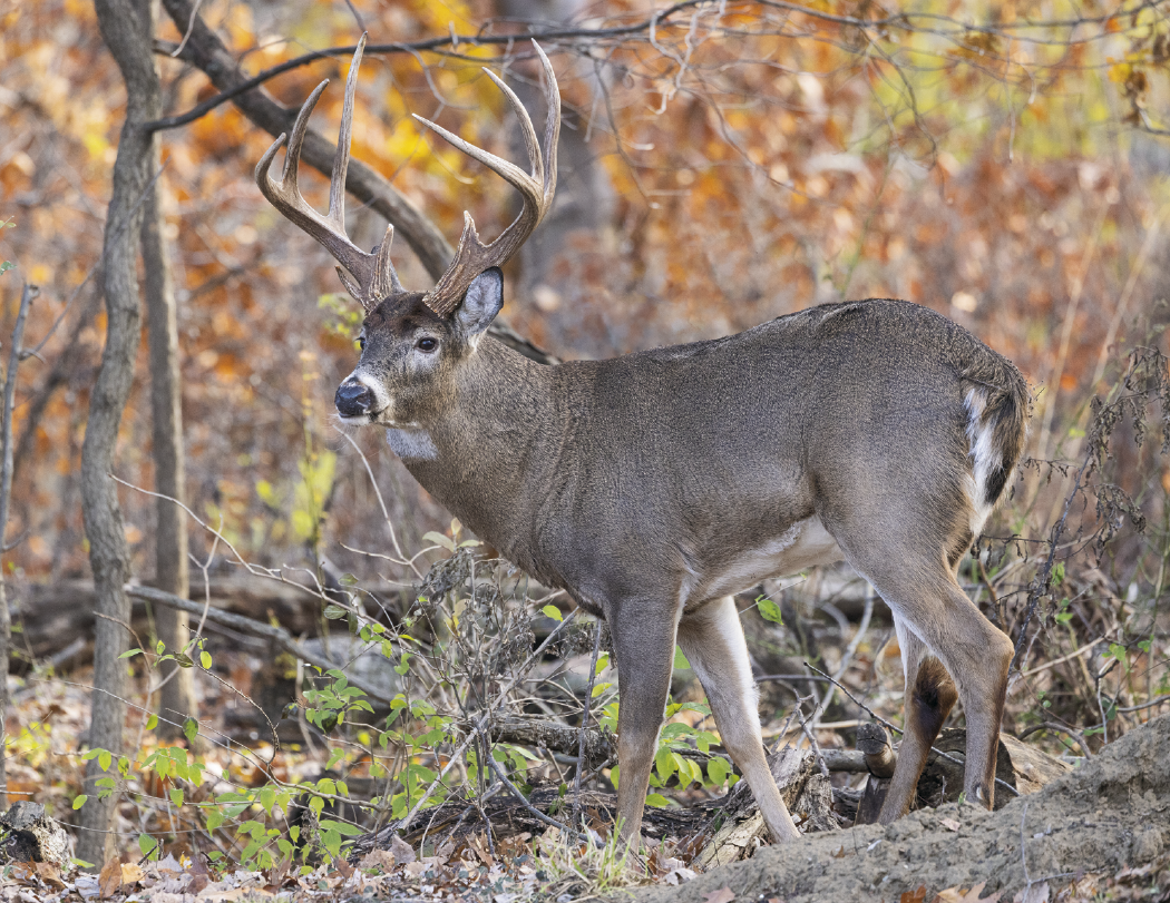 HotLine Products Trophy Whitetail Deer Appointment Calendar Stapled-896
