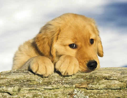 Triumph Calendars Puppies Calendar-1054