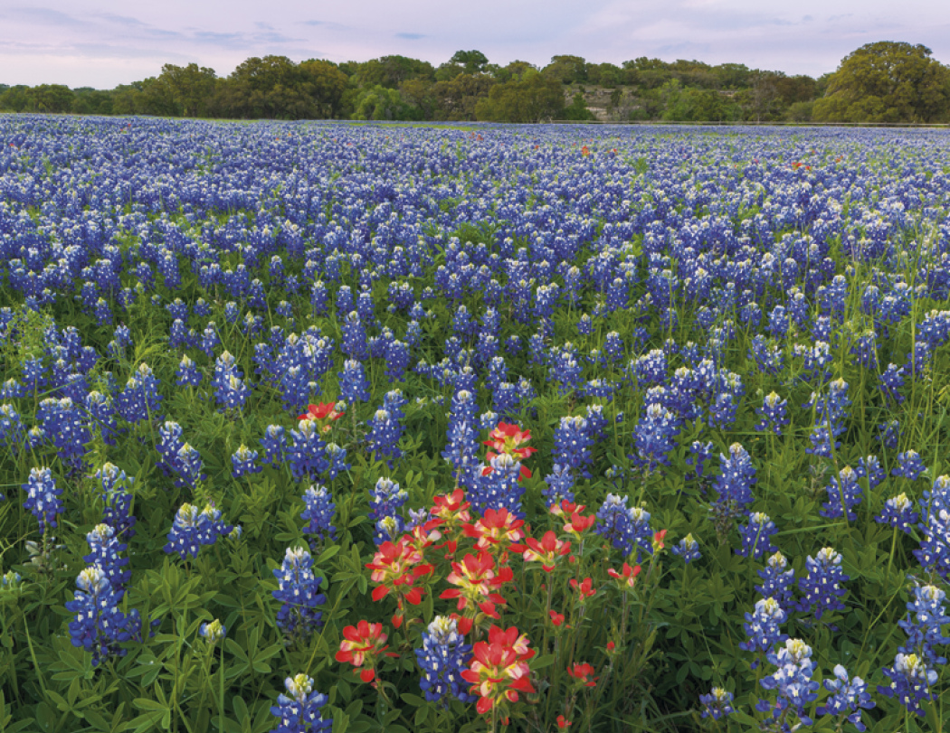 Triumph Calendars Texas Calendar-1792