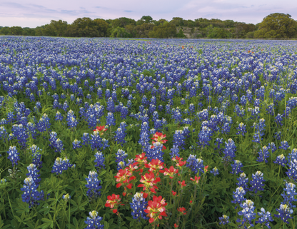 Triumph Calendars Texas Calendar-1792