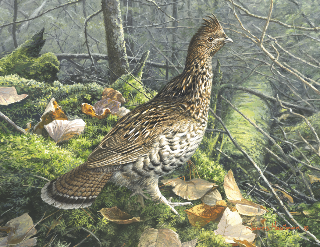 Triumph Calendars Wildlife Art by the Hautman Brothers Calendar-1811
