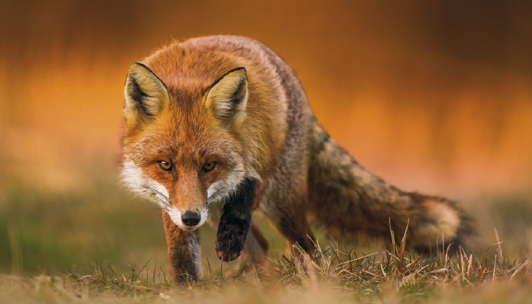 Triumph Calendars North American Wildlife Calendar-3107