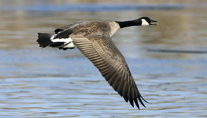 Triumph Calendars North American Wildlife Calendar-3107