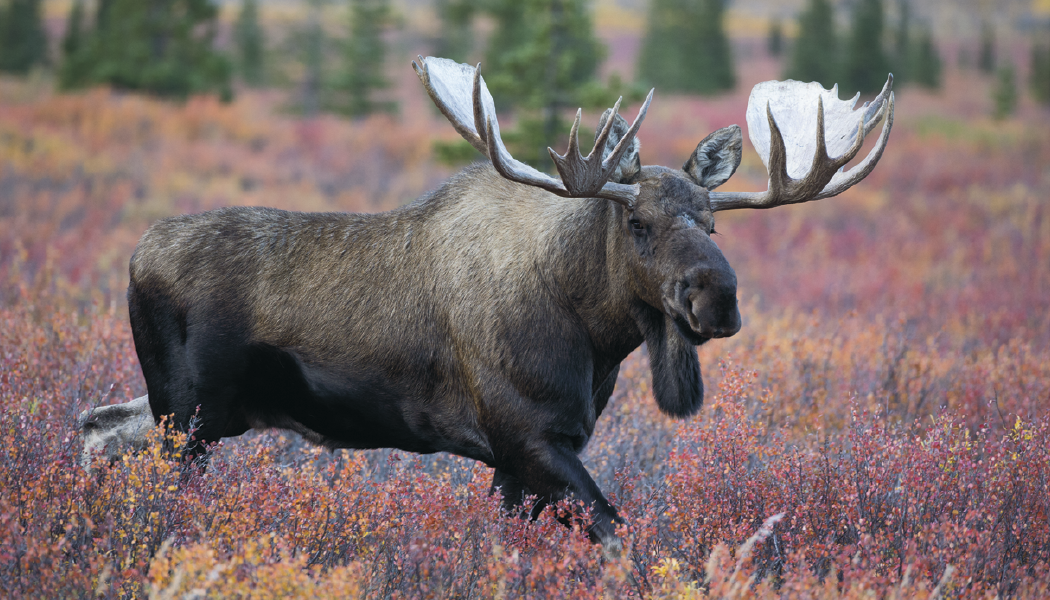 Triumph Calendars North American Wildlife Calendar-3107