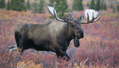 Triumph Calendars North American Wildlife Calendar-3107