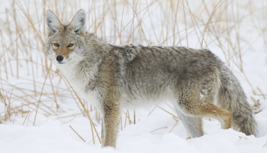 Triumph Calendars North American Wildlife Calendar-3107