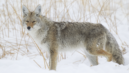 Triumph Calendars North American Wildlife Calendar-3107