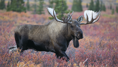 Triumph Calendars Wildlife Calendar-3213