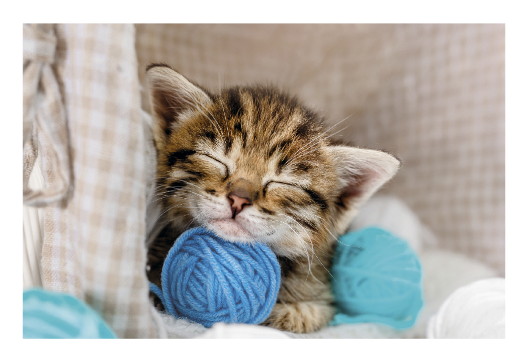 Triumph Calendars Puppies  Kittens Pocket Calendar-4155