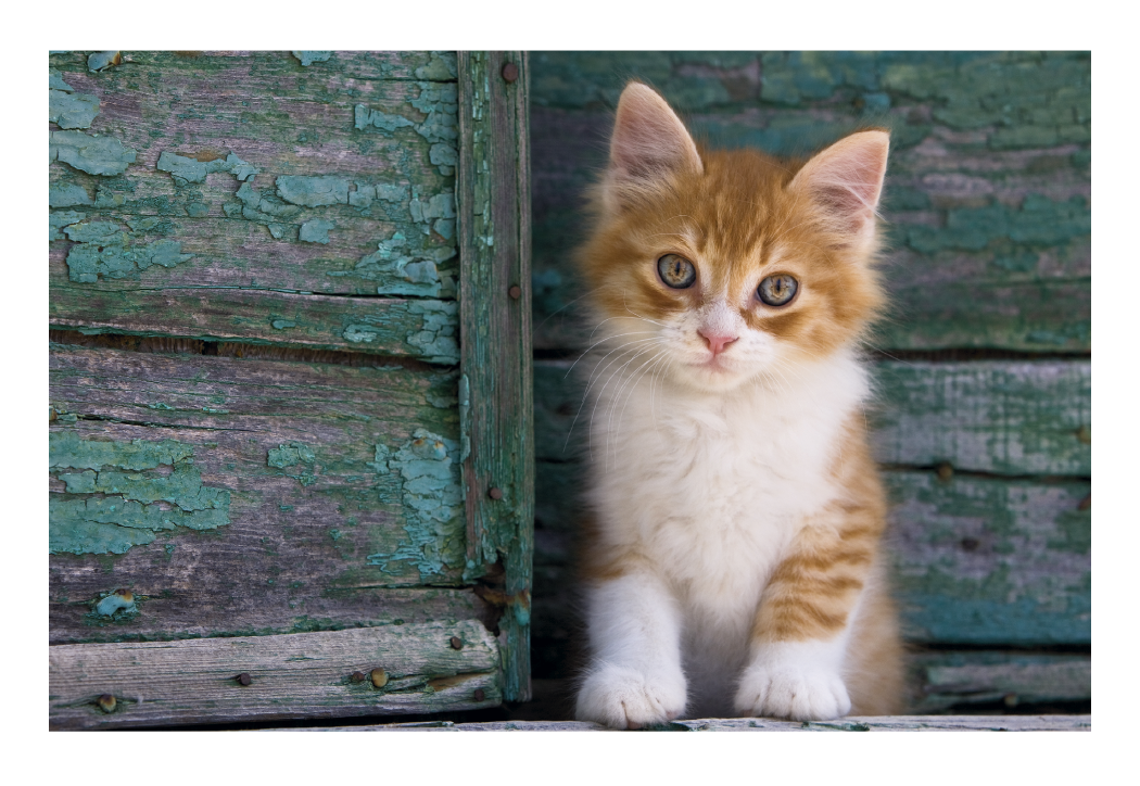 Triumph Calendars Puppies  Kittens Pocket Calendar-4155
