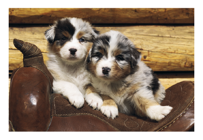 Triumph Calendars Puppies  Kittens Pocket Calendar-4155