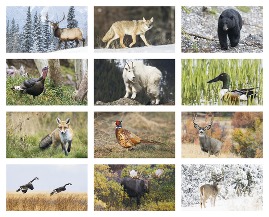 Triumph Calendars North American Wildlife Calendar-3107