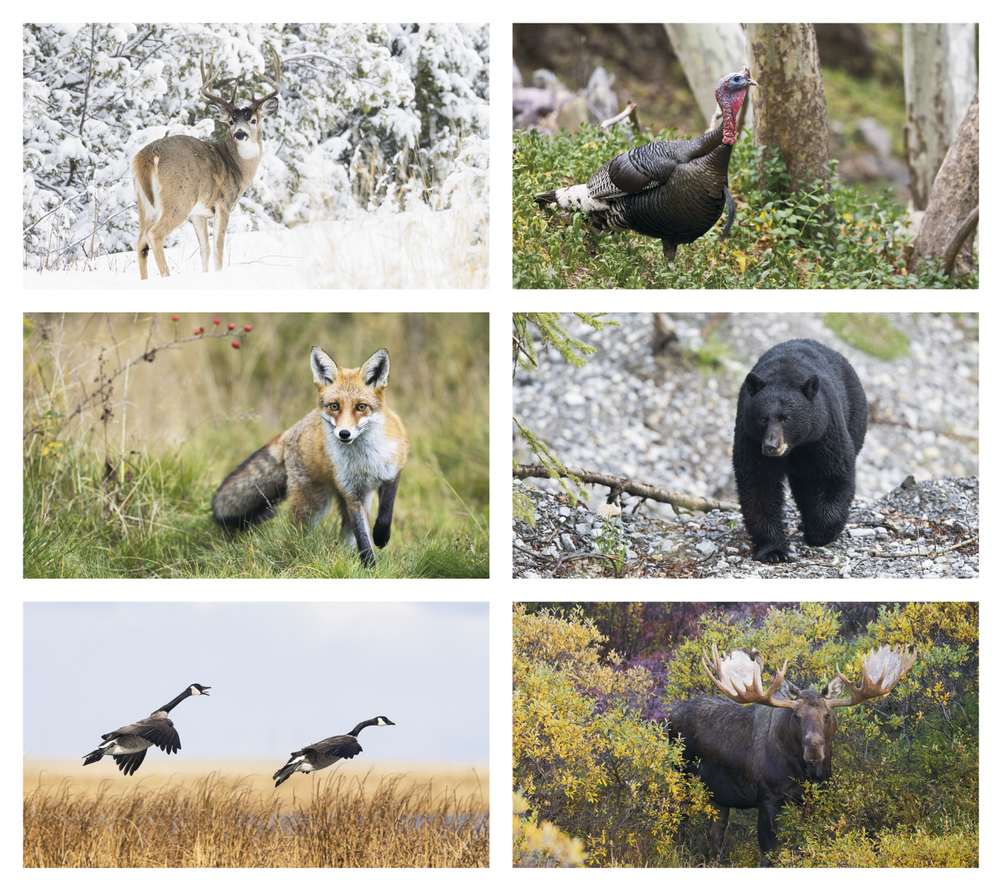 Triumph Calendars Wildlife Calendar-3213