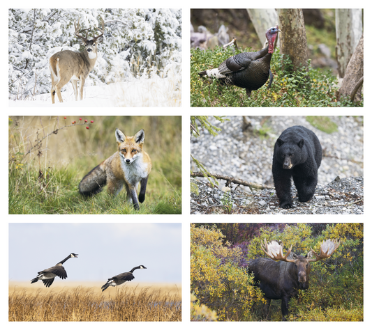 Triumph Calendars Wildlife Calendar-3213