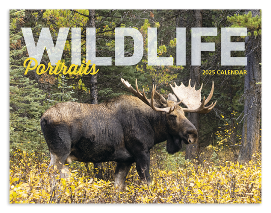 Good Value Wildlife Portraits  Window Calendar-7563