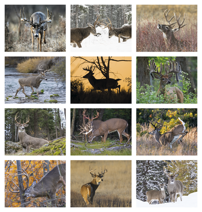 HotLine Products Trophy Whitetail Deer Appointment Calendar  Stapled-896