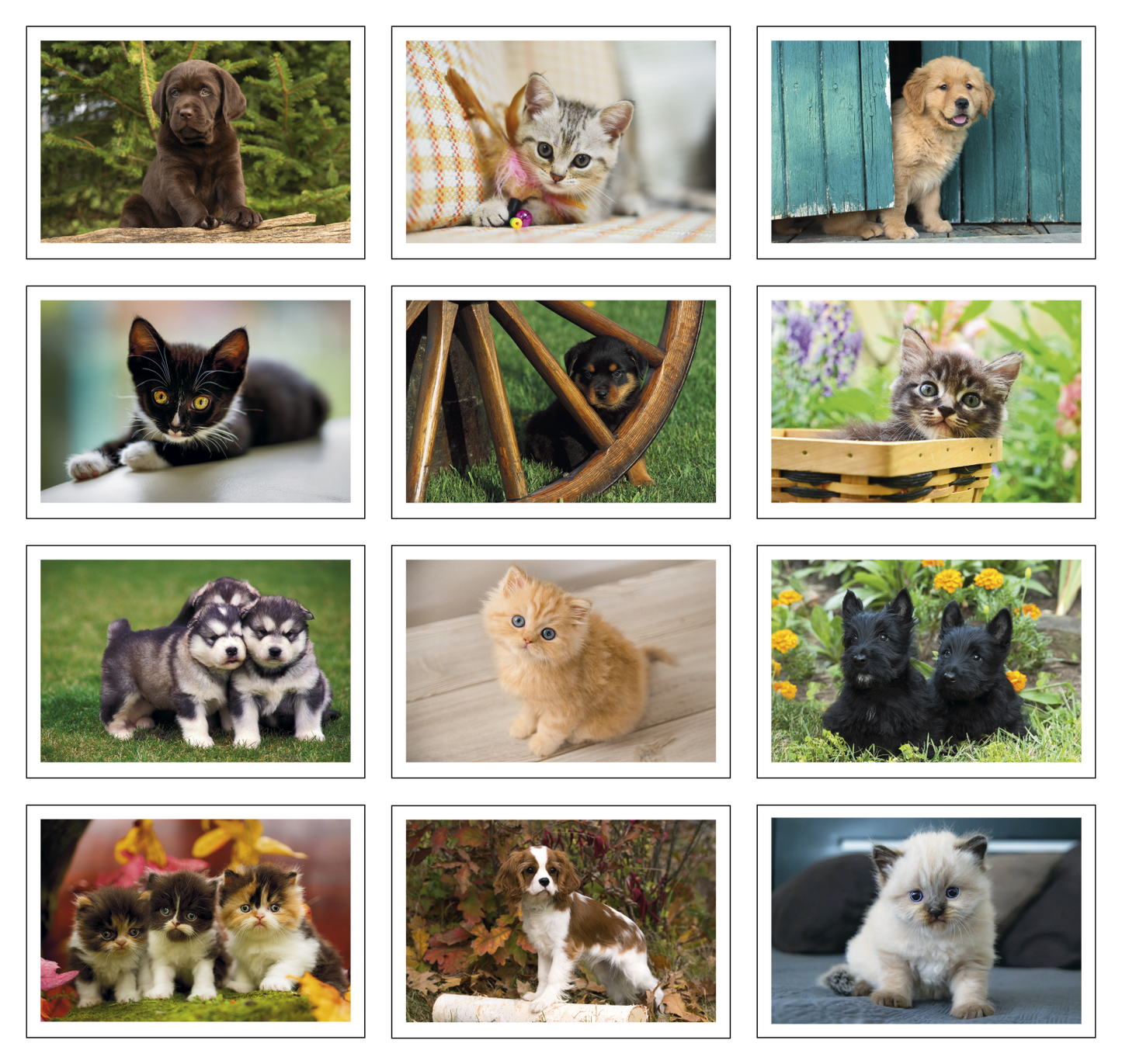Triumph Calendars Puppies  Kittens Pocket Calendar-4155
