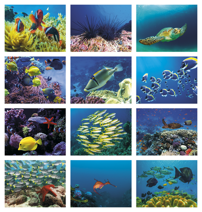 Good Value Ocean Glory  Spiral Calendar-7017
