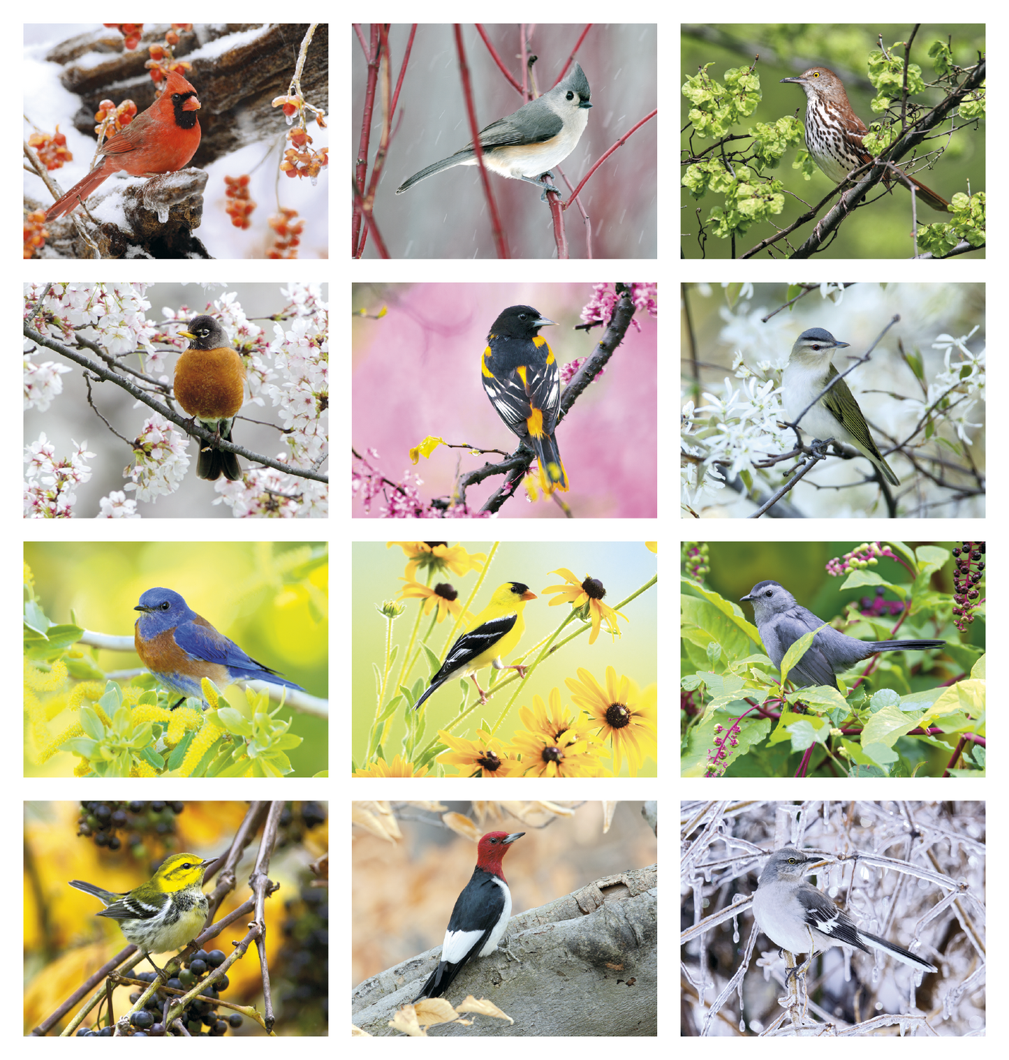 Triumph Calendars Birds Calendar-1053