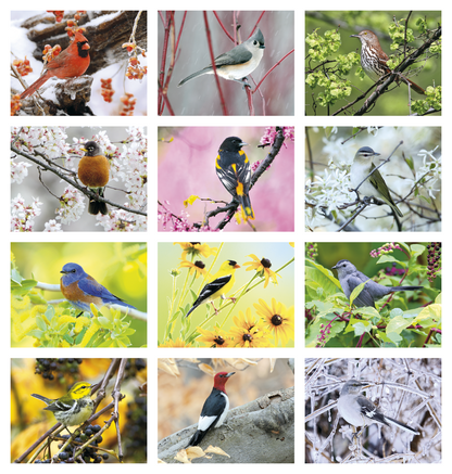 Triumph Calendars Birds Calendar-1053
