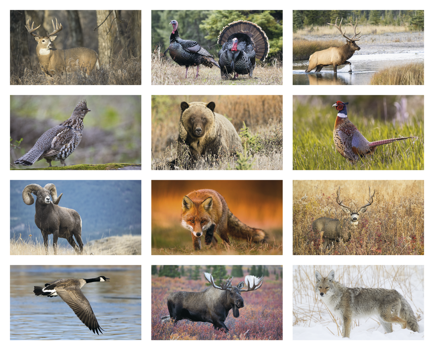 Triumph Calendars North American Wildlife Calendar-3107