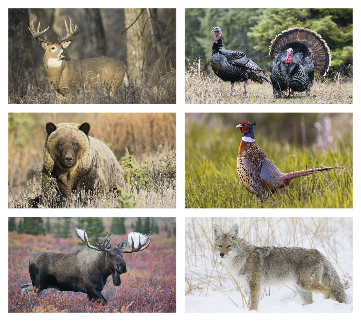 Triumph Calendars Wildlife Calendar-3213