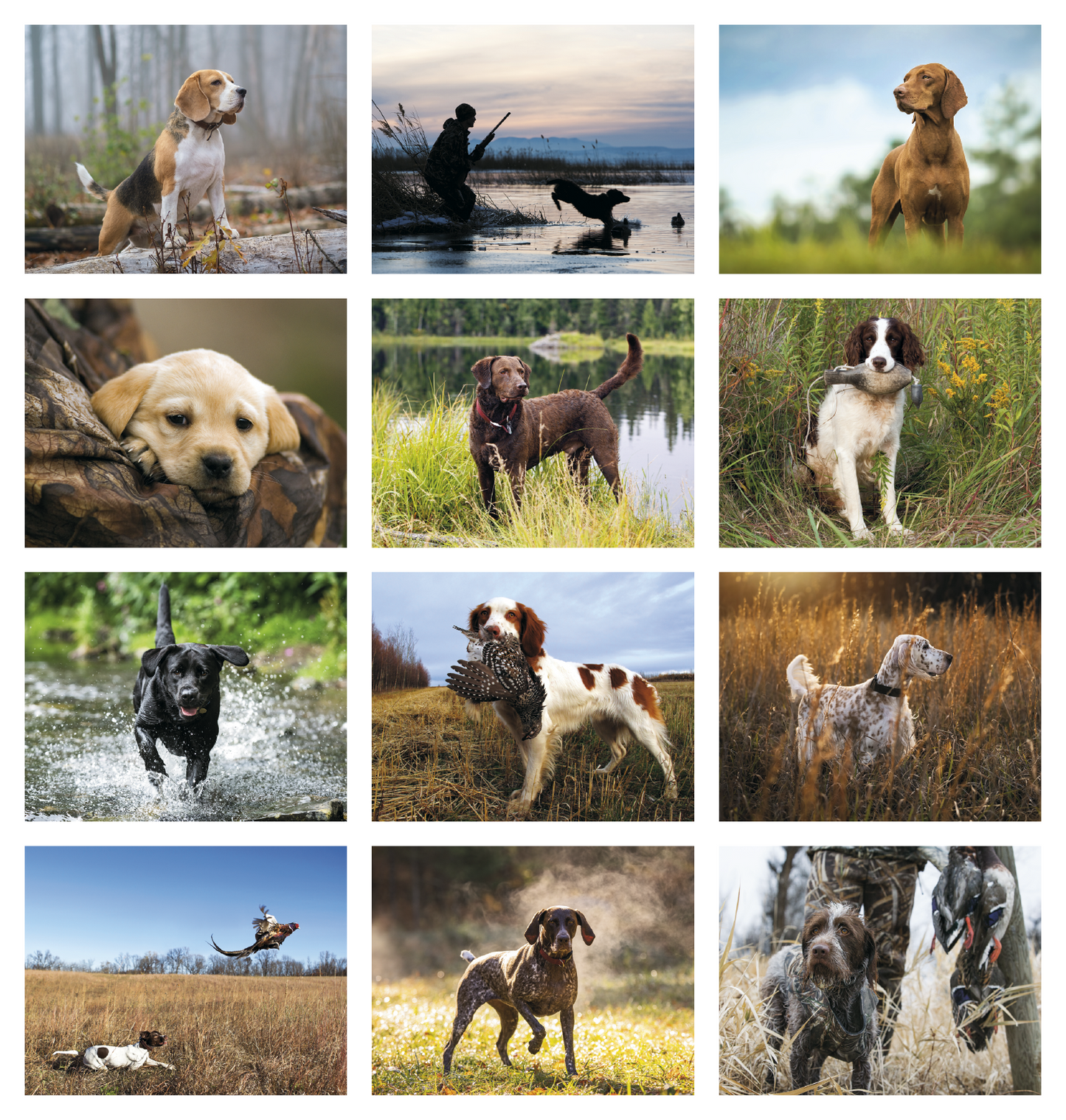 Good Value Sporting Dogs  Spiral Calendar-7090