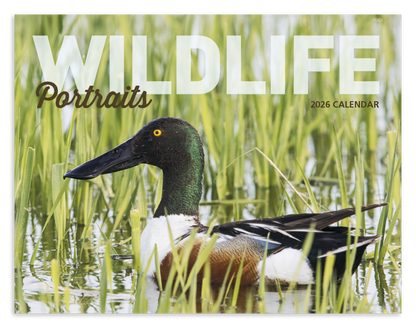 Good Value Wildlife Portraits  Window Calendar-7563