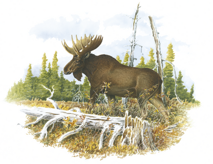 Good Value Wildlife Trek  Spiral Calendar-7003