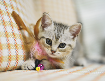 Good Value Puppies  Kittens  Spiral Calendar-7007