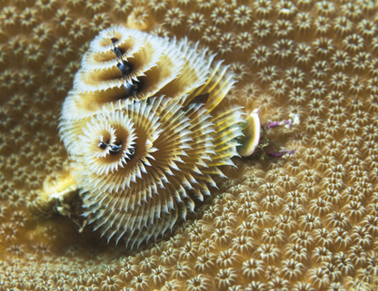 Good Value Ocean Glory  Spiral Calendar-7017