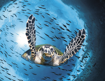 Good Value Ocean Glory  Spiral Calendar-7017